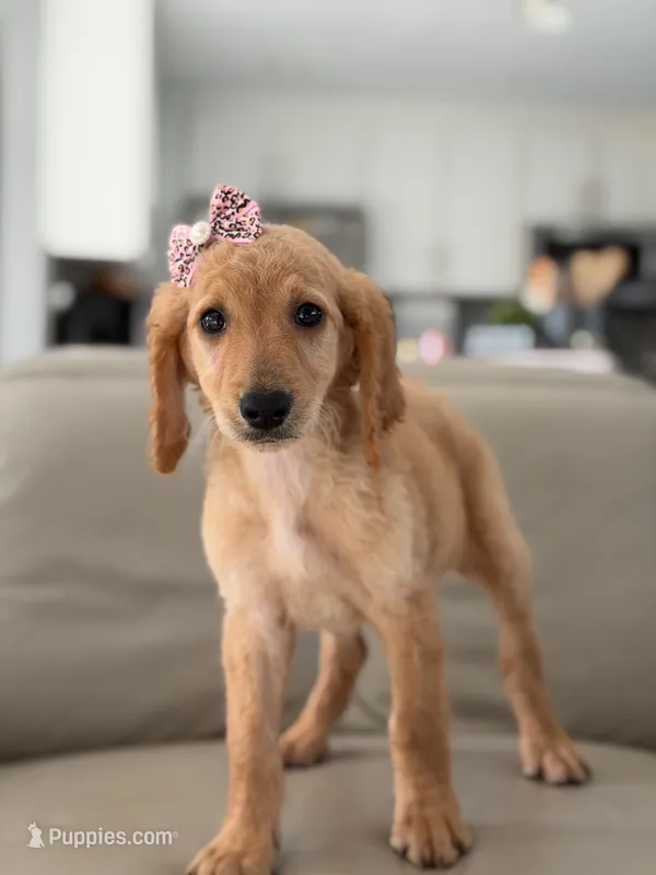 London- F1b Medium  – Goldendoodle puppy for sale in Frostproof, FL