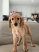 London- F1b Medium , a female Goldendoodle for sale in Frostproof, FL – 1 of 10