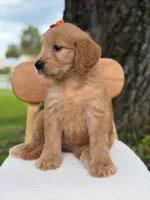 Annabelle- F1 Standard 💜, a female Goldendoodle for sale in Frostproof, FL – 5 of 10