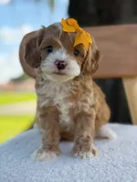 Joy- F1bb toy , a female Goldendoodle for sale in Frostproof, FL – 1 of 10