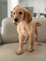 London- F1b Medium , a female Goldendoodle for sale in Frostproof, FL – 9 of 10