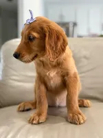 Arabella- F1 Standard 💜, a female Goldendoodle for sale in Frostproof, FL – 2 of 10