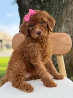 Sabrina- F1b Standard , a female Goldendoodle for sale in Frostproof, FL – 1 of 10