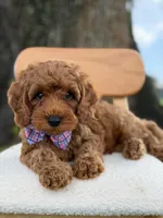 Scooby- F1b Toy , a male Goldendoodle for sale in Frostproof, FL – 5 of 10