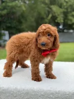 Tucker- F1b Mini , a male Goldendoodle for sale in Frostproof, FL – 4 of 10