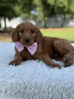 Ace- F1 mini , a male Goldendoodle for sale in Frostproof, FL – 5 of 9