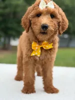 Rosie- F1b Medium , a female Goldendoodle for sale in Frostproof, FL – 2 of 10