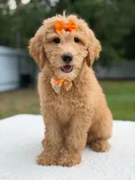 Ruby- F1b Medium , a female Goldendoodle for sale in Frostproof, FL – 6 of 9