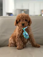 Jensen- F1b Mini, a male Goldendoodle for sale in Frostproof, FL – 2 of 10