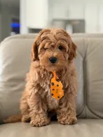 Jax- F1b Mini , a male Goldendoodle for sale in Frostproof, FL – 10 of 10