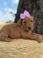 Lainey- F1b Medium , a female Goldendoodle for sale in Frostproof, FL – 2 of 10