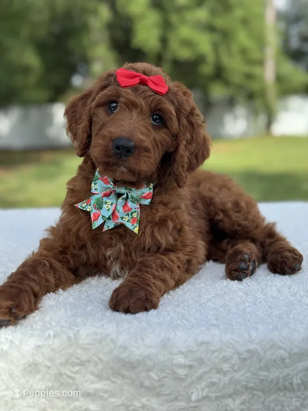Cinnamon- F1b Standard  – Goldendoodle puppy for sale in Frostproof, FL