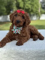 Cinnamon- F1b Standard , a female Goldendoodle for sale in Frostproof, FL – 1 of 10
