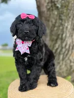 Diamond- F1 Standard, a female Goldendoodle for sale in Frostproof, FL – 2 of 10