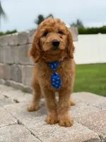 Enzo- F1B Medium, a male Goldendoodle for sale in Frostproof, FL – 2 of 10