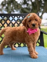Lulú- F1b Medium , a female Goldendoodle for sale in Frostproof, FL – 7 of 10