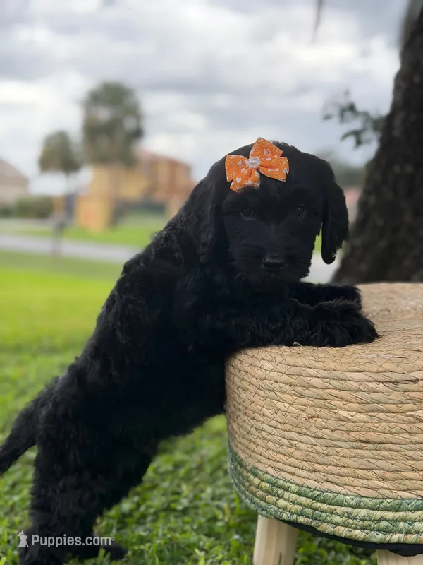 Opal- F1 Standard  – Goldendoodle puppy for sale in Frostproof, FL