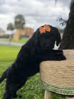 Opal- F1 Standard , a female Goldendoodle for sale in Frostproof, FL – 1 of 10
