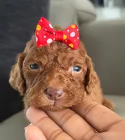 Summer- F1b Standard , a female Goldendoodle for sale in Frostproof, FL – 7 of 8
