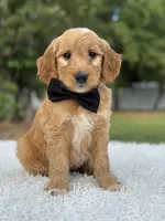 Archer- F1 Mini , a male Goldendoodle for sale in Frostproof, FL – 2 of 10