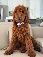 Graham- F1b Standard , a male Goldendoodle for sale in Frostproof, FL – 10 of 10