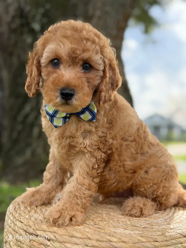 Sonic- F1b Toy – Goldendoodle puppy for sale in Frostproof, FL
