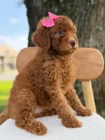Sabrina- F1b Standard , a female Goldendoodle for sale in Frostproof, FL – 4 of 10