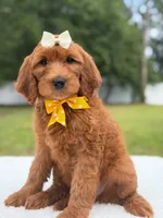 Willow- F1b Medium, a female Goldendoodle for sale in Frostproof, FL – 1 of 10