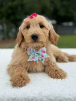 Reese- F1b Medium, a female Goldendoodle for sale in Frostproof, FL – 7 of 10