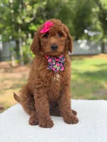 Camille- F1b Standard , a female Goldendoodle for sale in Frostproof, FL – 8 of 10