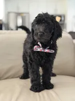 Ames- F1b Standard , a male Goldendoodle for sale in Frostproof, FL – 9 of 10
