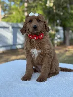 Pearl- F1b Medium, a female Goldendoodle for sale in Frostproof, FL – Photo 3 of 10