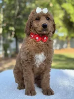 Pearl- F1b Medium, a female Goldendoodle for sale in Frostproof, FL – Photo 6 of 10