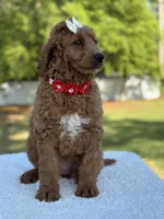 Pearl- F1b Medium, a female Goldendoodle for sale in Frostproof, FL – Photo 7 of 10