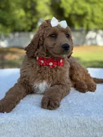 Pearl- F1b Medium, a female Goldendoodle for sale in Frostproof, FL – Photo 9 of 10