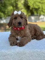 Pearl- F1b Medium, a female Goldendoodle for sale in Frostproof, FL – Photo 4 of 10