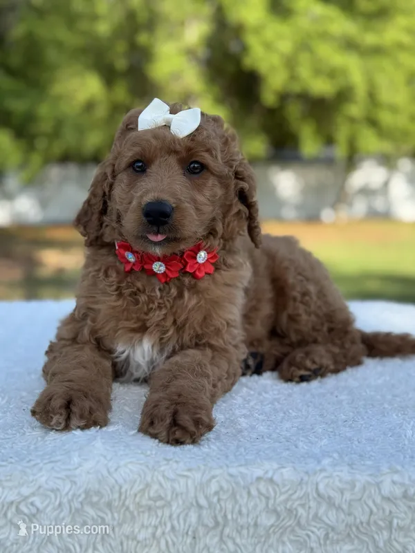 Pearl- F1b Medium – Goldendoodle puppy for sale in Frostproof, FL