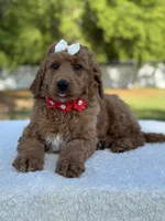 Pearl- F1b Medium, a female Goldendoodle for sale in Frostproof, FL – Photo 1 of 10