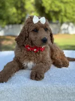 Pearl- F1b Medium, a female Goldendoodle for sale in Frostproof, FL – Photo 2 of 10