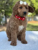 Pearl- F1b Medium, a female Goldendoodle for sale in Frostproof, FL – Photo 8 of 10