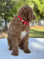 Pearl- F1b Medium, a female Goldendoodle for sale in Frostproof, FL – Photo 10 of 10