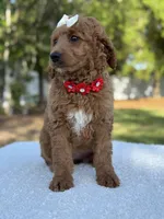 Pearl- F1b Medium, a female Goldendoodle for sale in Frostproof, FL – Photo 5 of 10