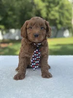 Titan- F1b Mini , a male Goldendoodle for sale in Frostproof, FL – 3 of 10