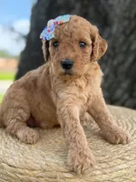 Lennon- F1b Medium , a female Goldendoodle for sale in Frostproof, FL – 6 of 10