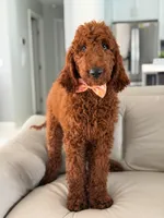 Griffin- F1b Standard , a male Goldendoodle for sale in Frostproof, FL – 2 of 10