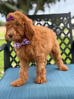 Summer- F1b Standard , a female Goldendoodle for sale in Frostproof, FL – 7 of 8