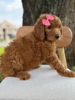 Savannah- F1b Standard , a female Goldendoodle for sale in Frostproof, FL – 4 of 10