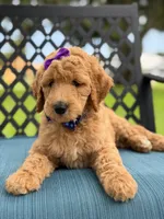 Dolly- F1b Medium , a female Goldendoodle for sale in Frostproof, FL – 9 of 10