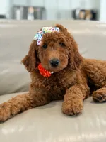 Ember- F1b Medium , a female Goldendoodle for sale in Frostproof, FL – 7 of 10