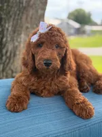 Gianna- F1b Standard , a female Goldendoodle for sale in Frostproof, FL – 3 of 10